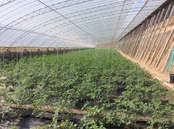 連棟薄膜溫室的(de)設計(jì)原則